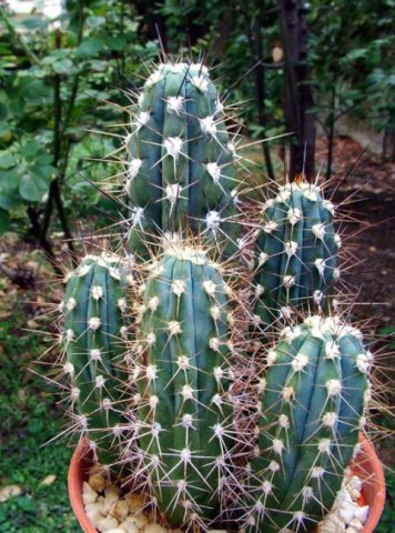Stetsonia_coryne